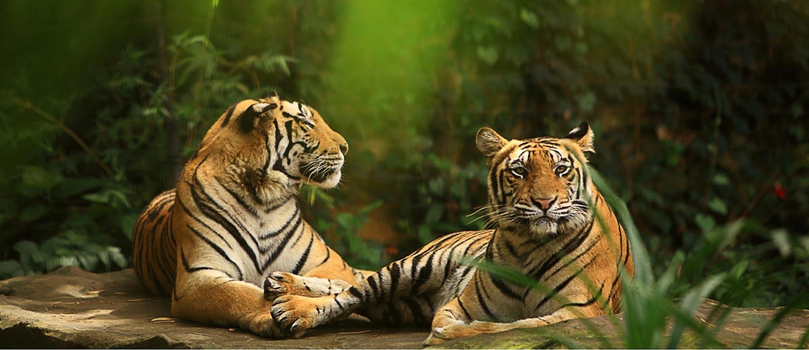 Harimau Bali