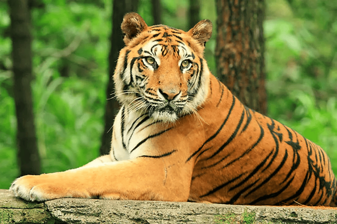 Harimau Jawa