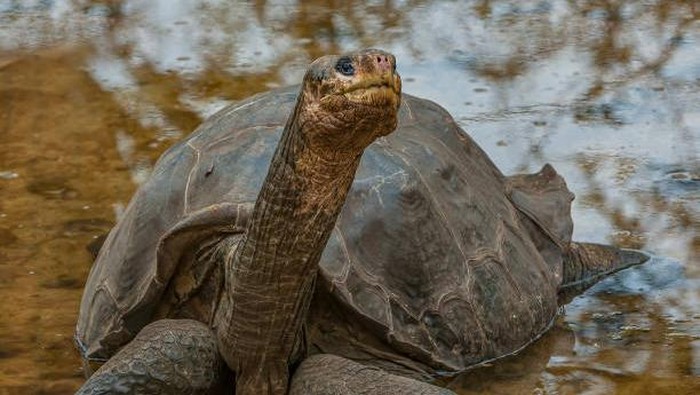 Megalochelys atlas